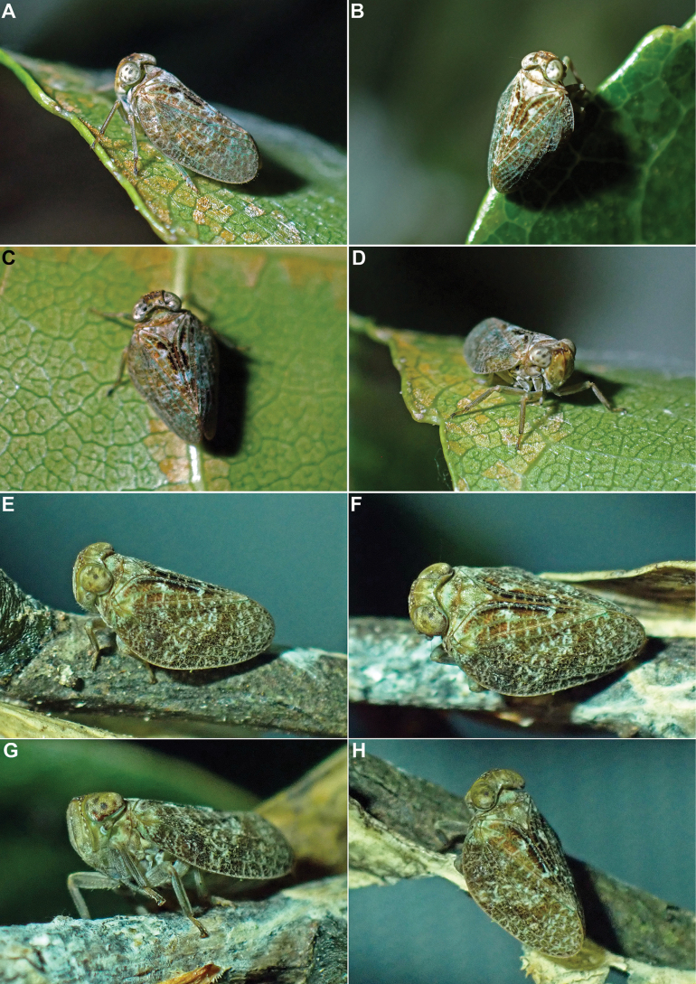 Figure 13