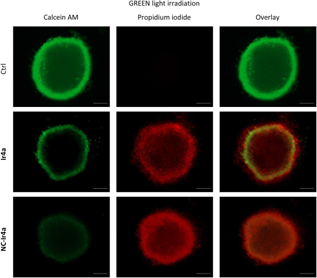 Figure 13