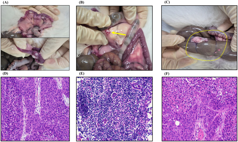 Fig 4