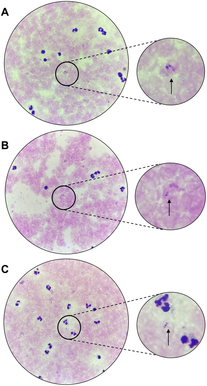 Fig 1