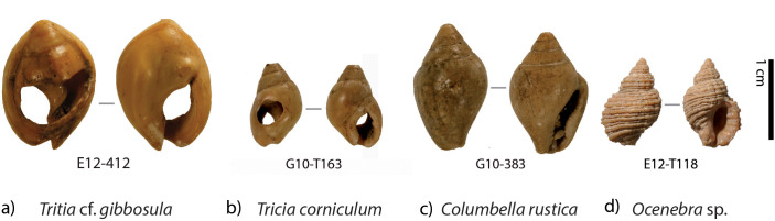 Fig 3