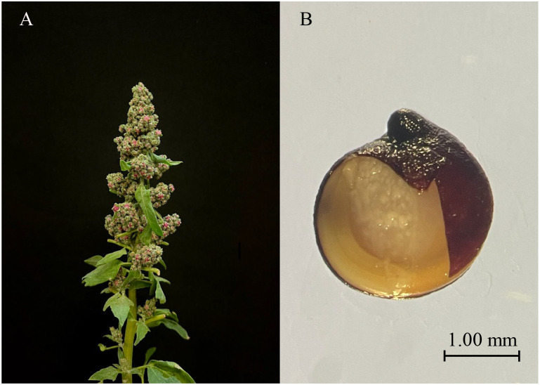 Figure 1