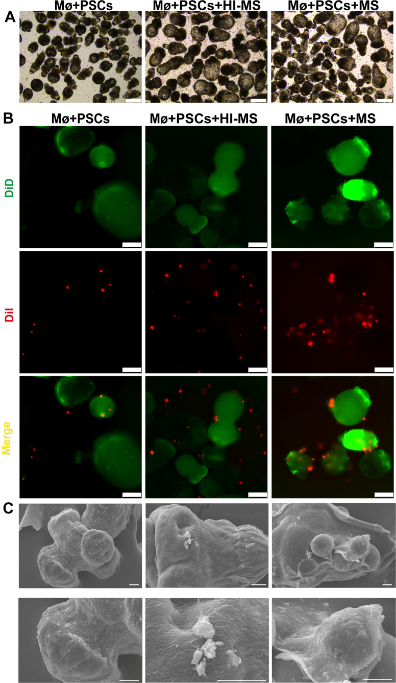 Figure 5
