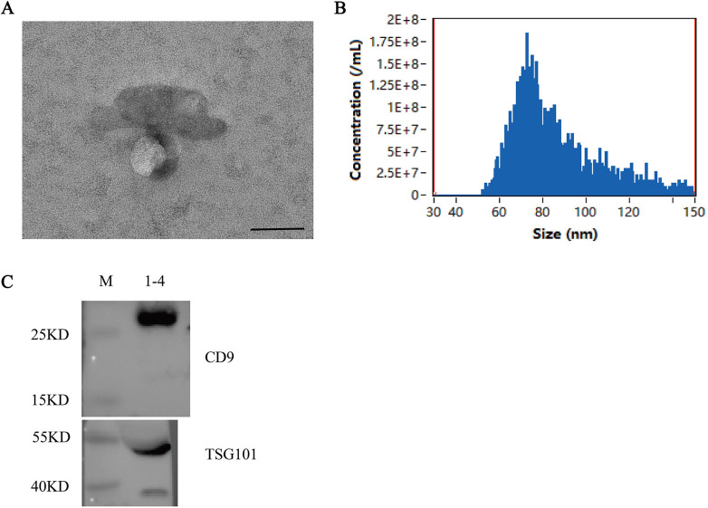 Figure 2
