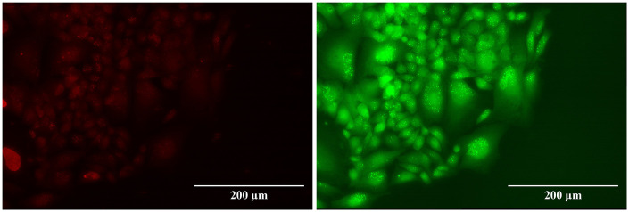 Figure 5