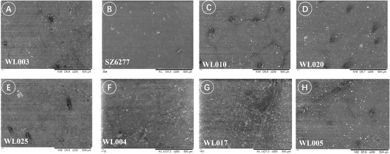 Figure 9