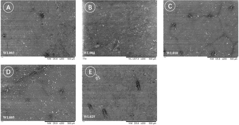 Figure 11