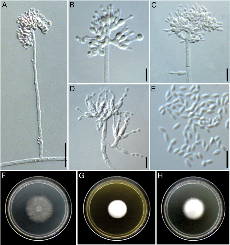 Figure 9