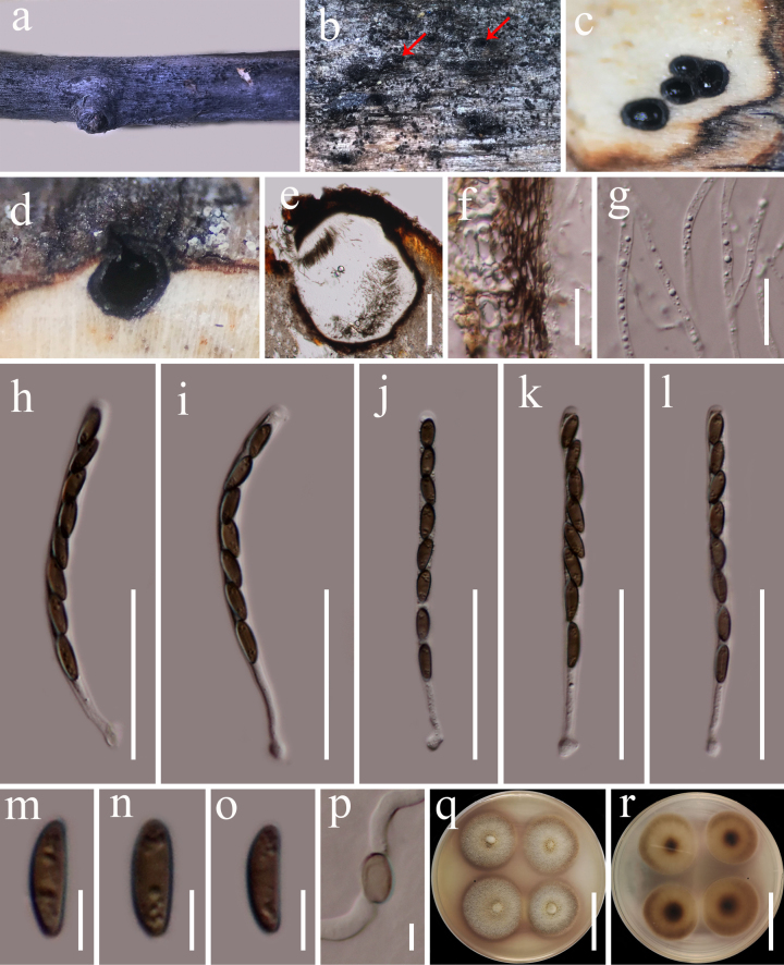 Figure 16