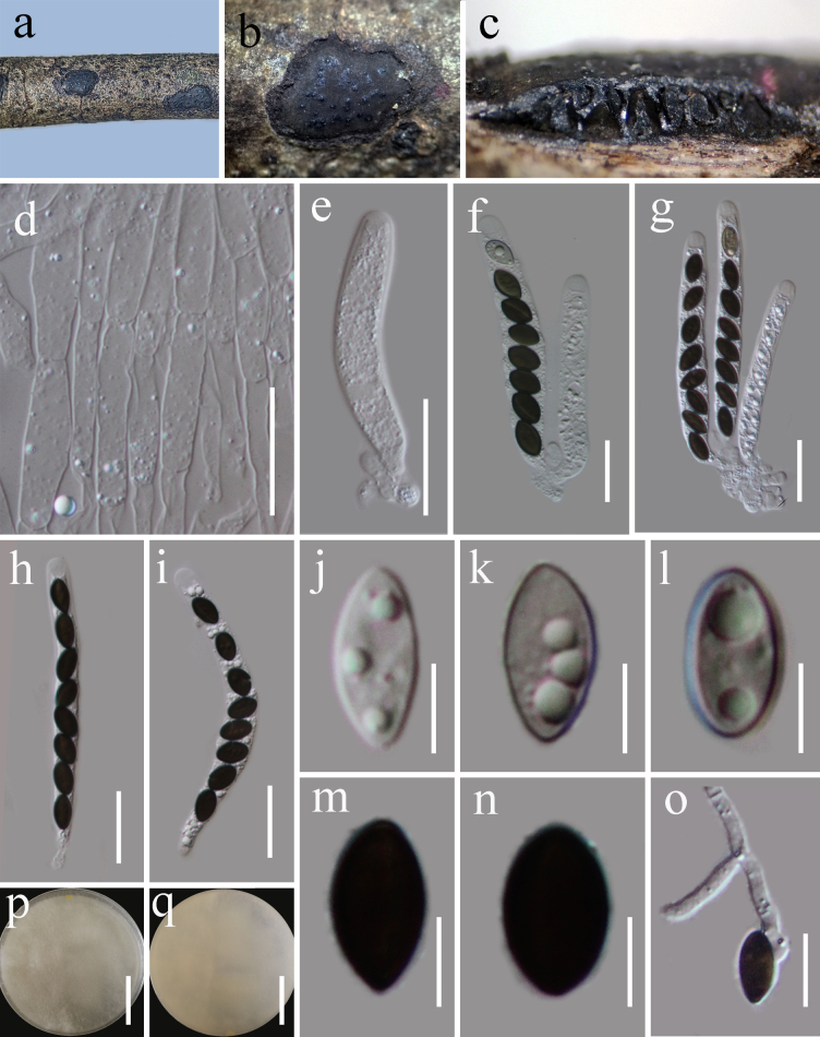 Figure 17
