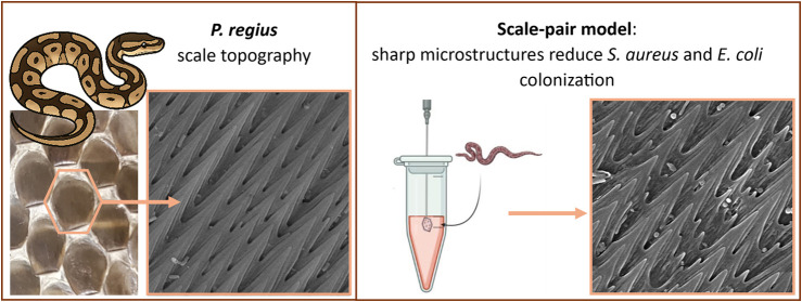 Figure 8
