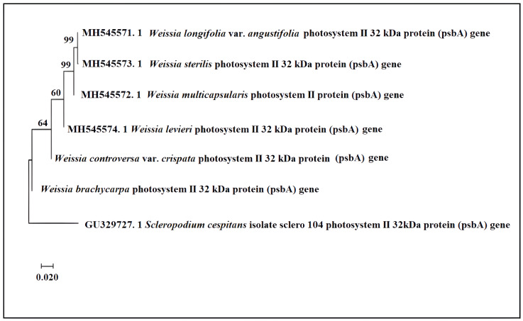 Figure 4