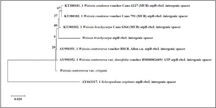 Figure 5