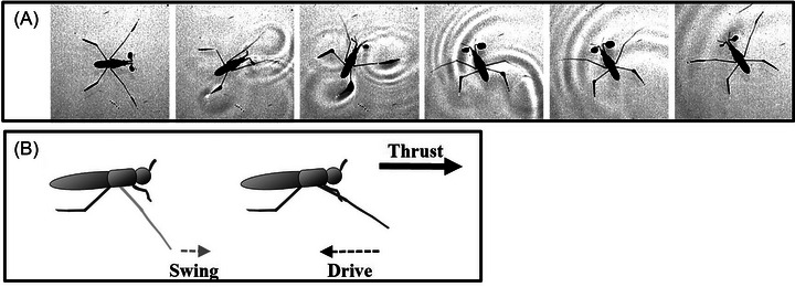 Fig. 6