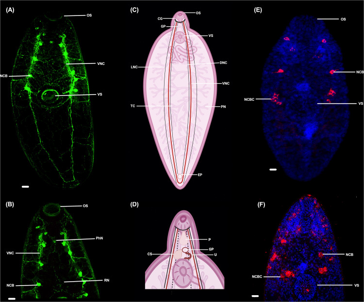 Fig 4
