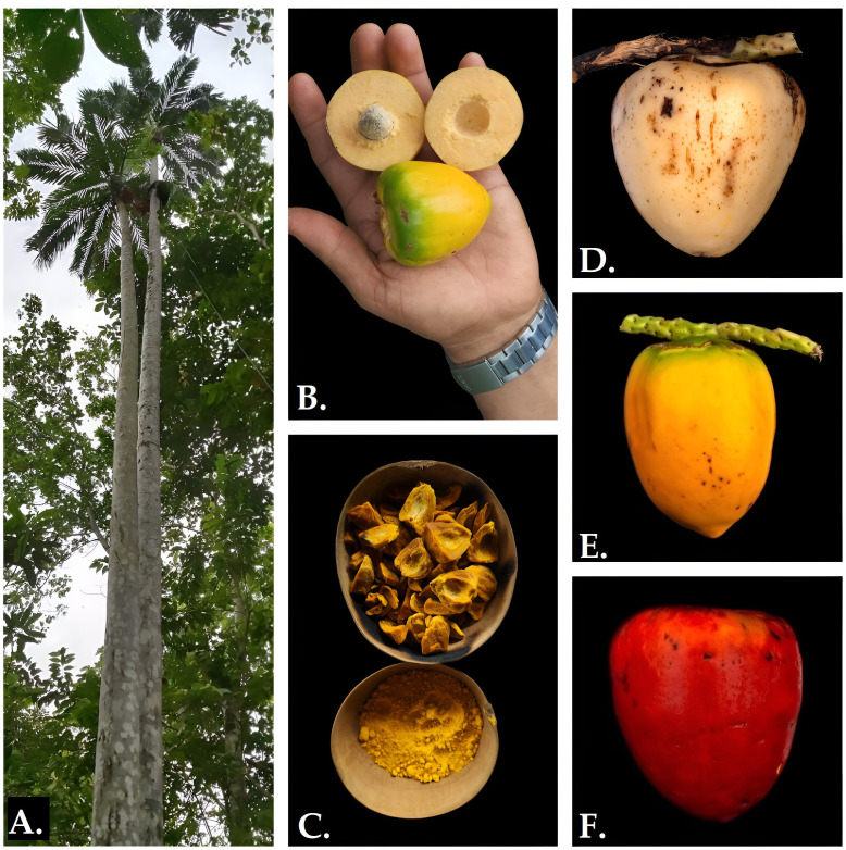 Fig 1