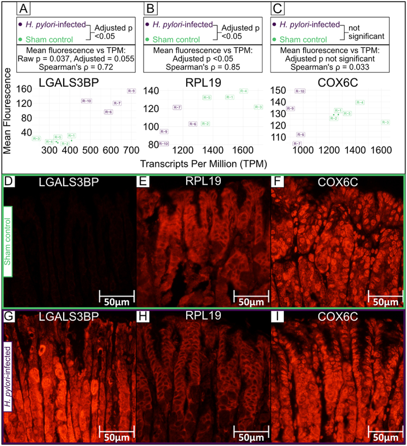 Figure 30