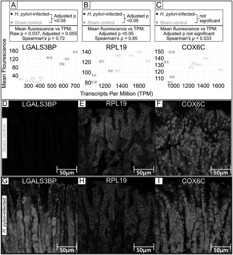 Figure 31
