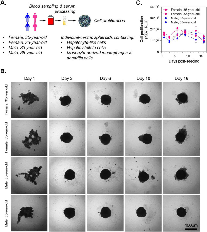 FIGURE 3