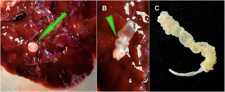 Figure 2