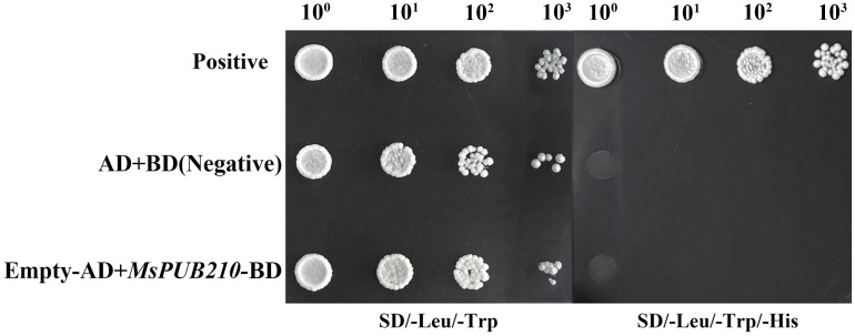 Figure 5