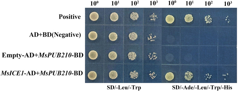 Figure 6