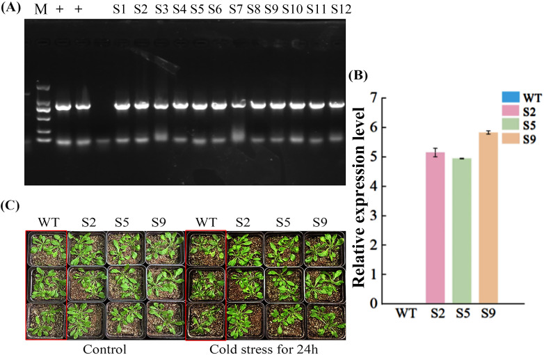 Figure 7