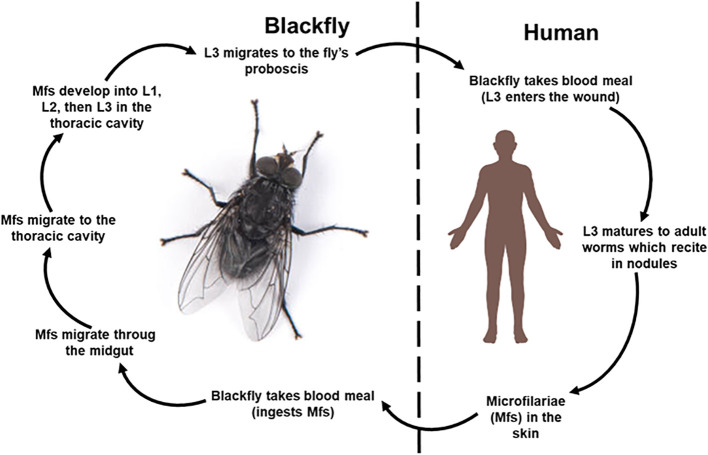 Figure 1