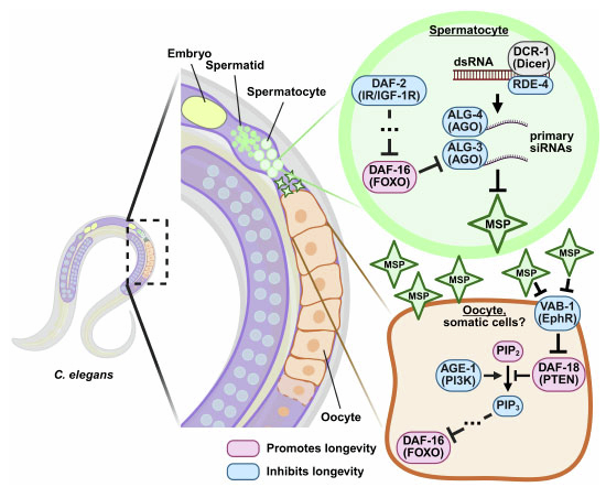 Figure 16
