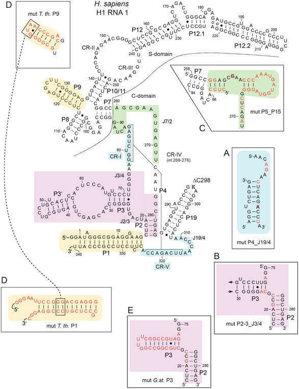 FIGURE 1