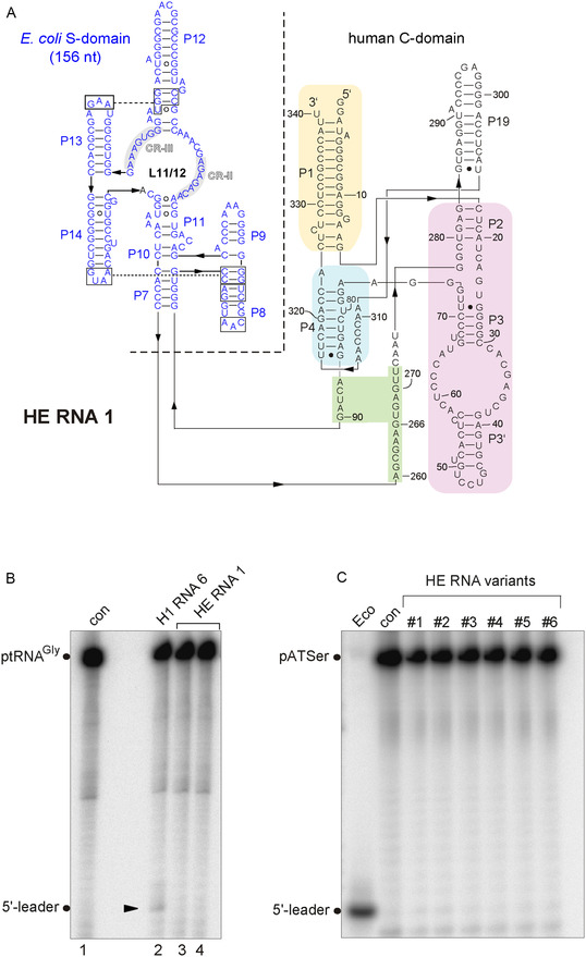 FIGURE 5