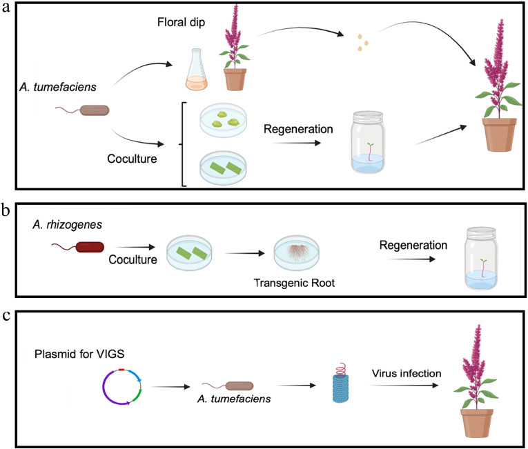 Figure 6