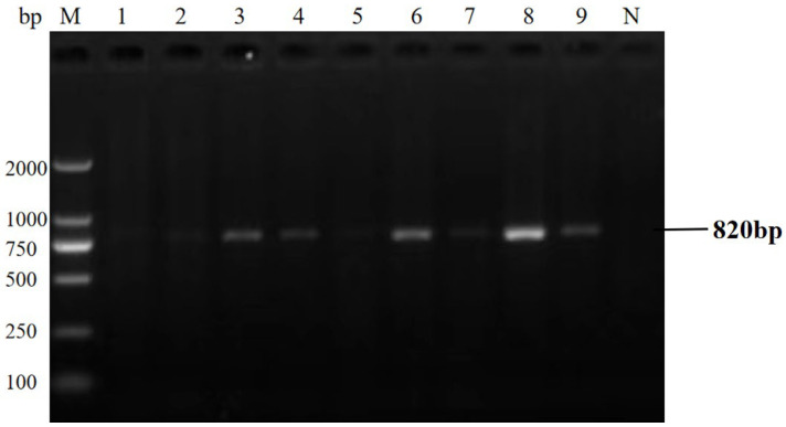 Figure 11