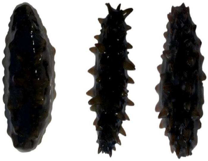 Figure 12