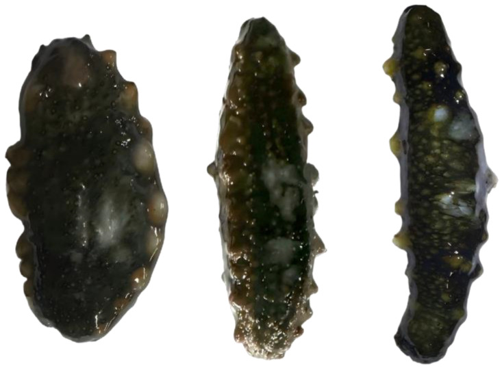 Figure 16
