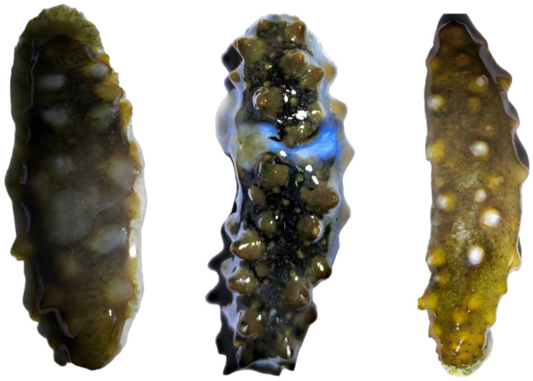 Figure 17