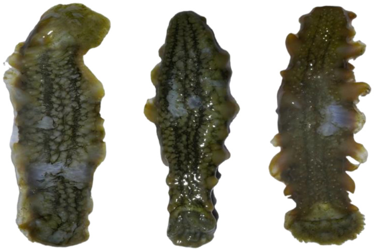 Figure 19