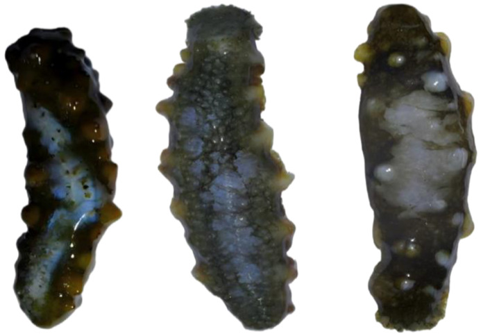 Figure 21