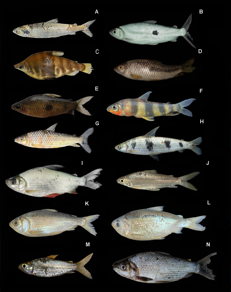 Figure 6