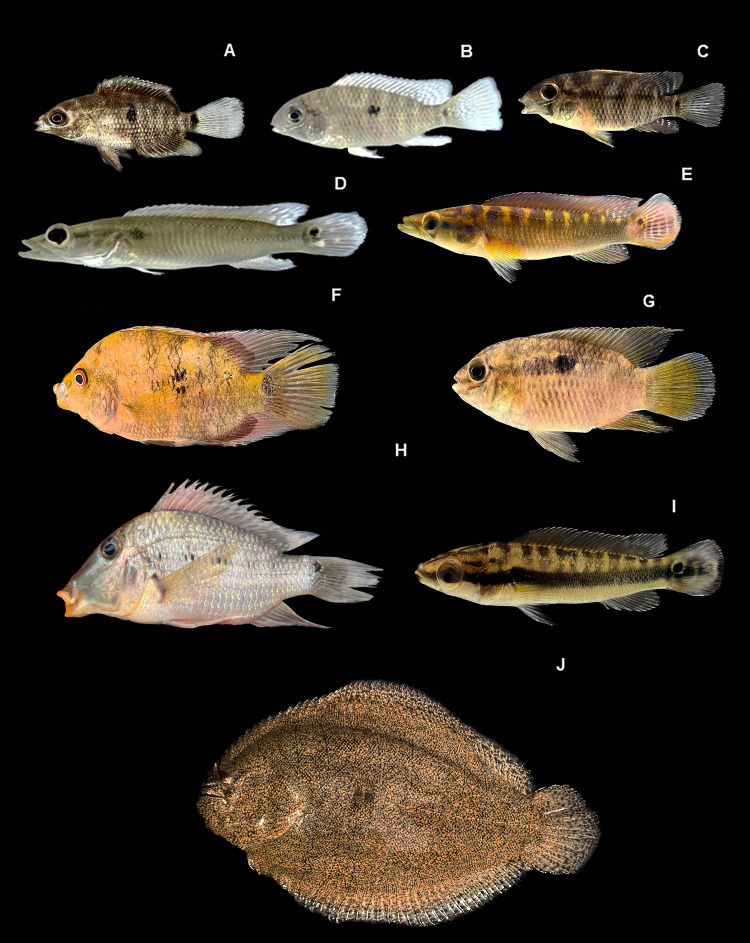 Figure 11