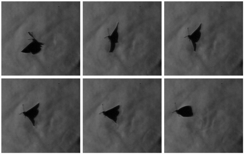 Figure 11