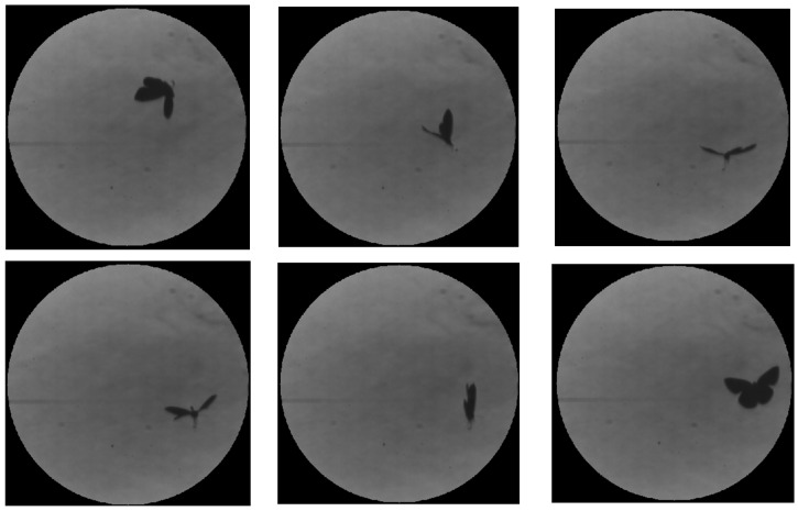 Figure 25