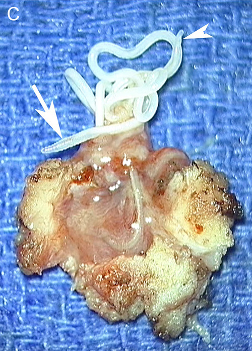 Figure 15