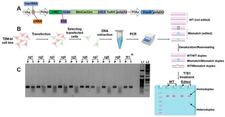 Figure 5