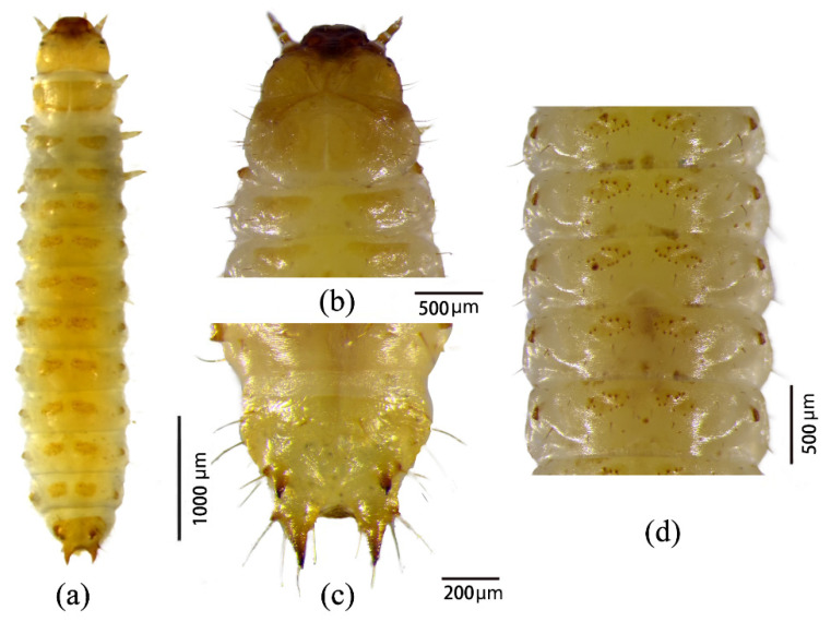 Figure 7