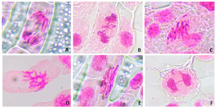 Figure 15
