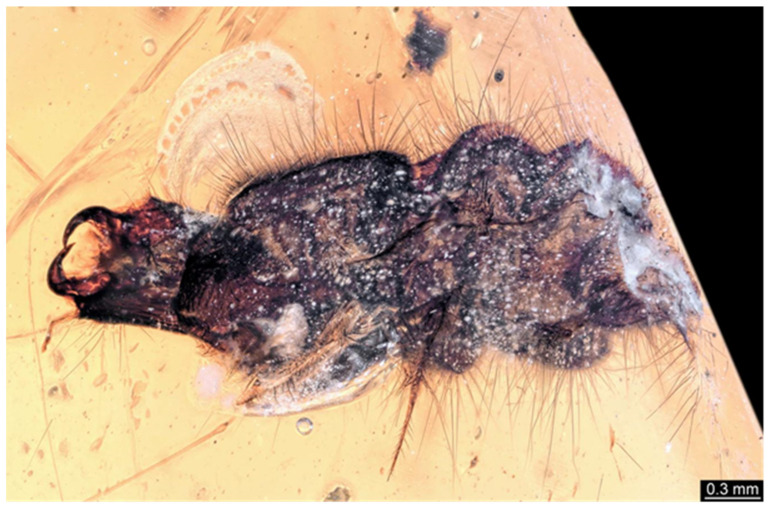 Figure 9