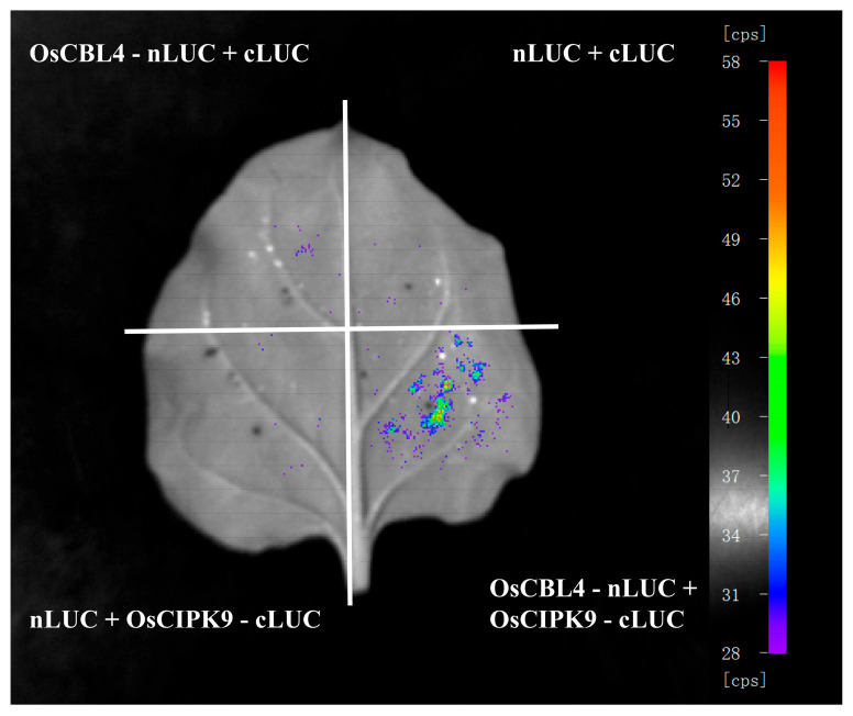 Figure 6