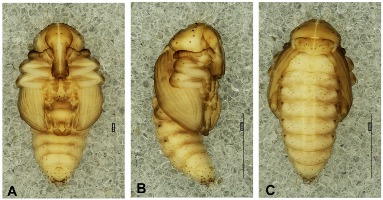 Figure 10