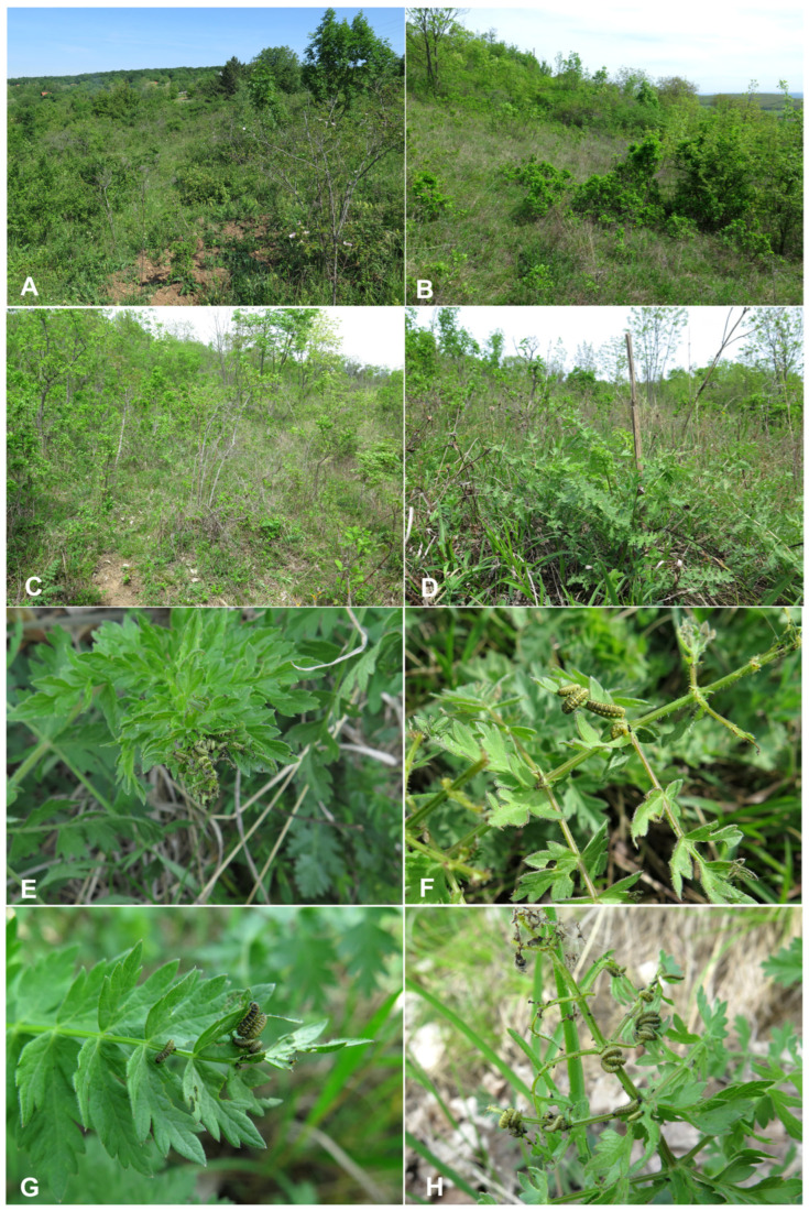 Figure 14